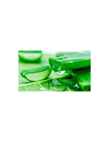 Aloe Vera Hoja 500 gr (Ud)